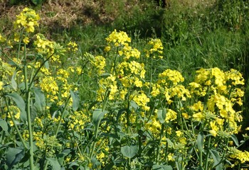 Obraz premium 菜の花