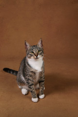 Studio shot of a gray and white striped cat sitting on brown background