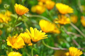 Green field with yellow spring flowers.