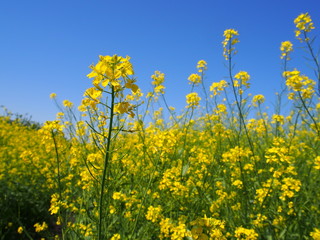 菜の花
