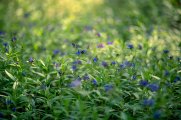 Little blue flowers close up