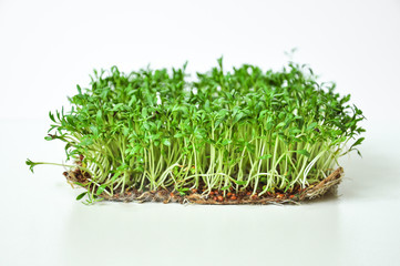 Clever healthy food greens. Microgreen cress salad Lepidium sativum. Annual plant, widely used in medicine and cooking. Dietary vegan food.