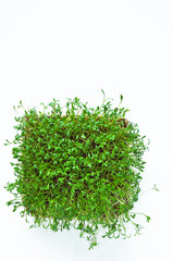 Clever healthy food greens. Microgreen cress salad Lepidium sativum. Annual plant, widely used in medicine and cooking. Dietary vegan food.