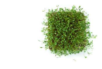 Clever healthy food greens. Microgreen cress salad Lepidium sativum. Annual plant, widely used in medicine and cooking. Dietary vegan food.