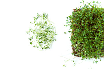 Clever healthy food greens. Microgreen cress salad Lepidium sativum. Annual plant, widely used in medicine and cooking. Dietary vegan food.