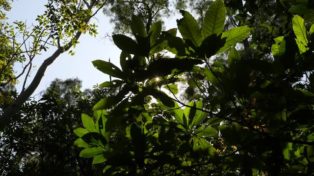 Sun light flash between large leaves of forest plant, low angle shot. Mixed trees and shrubs at Hong Kong hill. Nice green nature, details of woodland