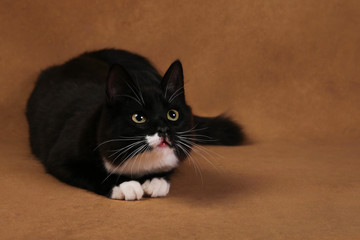 Studio shot of a black cat lies on brown background