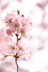 Fototapeta na wymiar cherry tree in bloom 