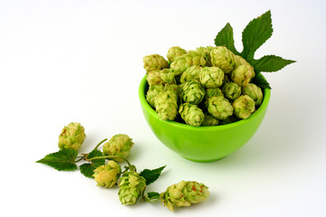 Hops (Humulus lupulus)