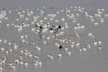 Snow geese flying with other swimming in the background