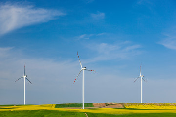 Turbiny wiatrowe na polu z rzepakiem © Grzej
