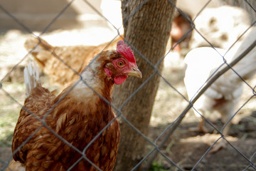 Portrait of a beautiful chicken   in profile in a natural environment, close-up shot 