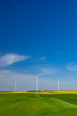 Turbiny wiatrowe na polu z rzepakiem © Grzej
