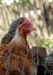Portrait of a beautiful chicken   in profile in a natural environment, close-up shot 