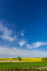 Turbiny wiatrowe na polu z rzepakiem © Grzej