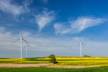 Turbiny wiatrowe na polu z rzepakiem © Grzej