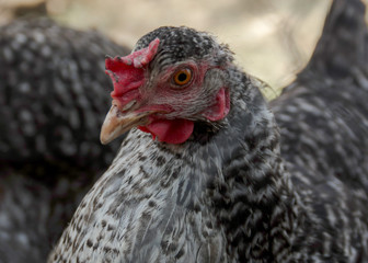 Portrait of a beautiful chicken of black and whitecolor in profile in a natural environment with a beautiful soft bokeh, close-up shot of a macro