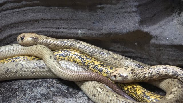 Cape Cobra (Naja nivea) very dangerous snake