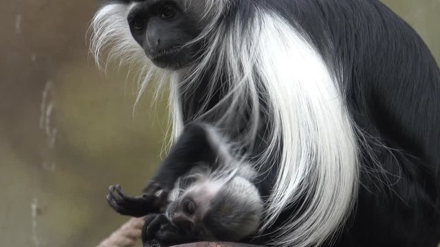 Colobus monkey (Colobus angolensis) mother with baby 