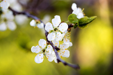 Close up photo of an apple flower. Blooming apple tree. 