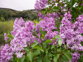 Obraz premium Beautiful purple flowers in the garden in spring