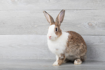 Large white and brown rabbits are sitting with a wood grain background.