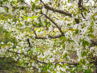 Beautiful white flowers in the tree in Spring