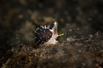 Cowry. Sea snail. Underwater macro from Ambon, Indonesia