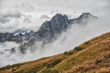 Mountain view in the fall in cloudy weather. Yellow grass in the foreground. Sheep grazing in the distance. Sophia Ridge, Arkhyz, Caucasus, Russia
