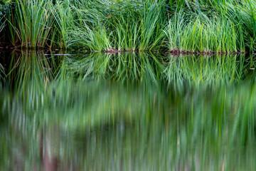 Fototapeta premium Fresh green leaves reflecting on the water