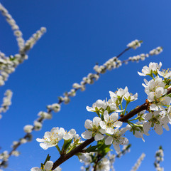Beautiful white flowers of plum in spring against blue sky