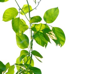 Vine plant with leaves branches growing in a garden on white isolated background for green foliage backdrop 