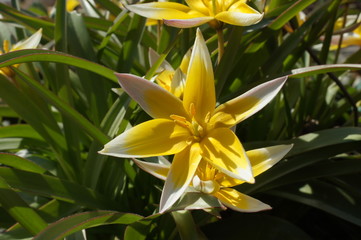 yellow flower,yellow flower,stern,nice macro,sun,