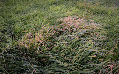 Grasses in a field