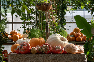 Orange gourds / squash / pumpkins photographed in the greenhouse at Babylonstoren, Franschhoek,...