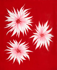 hand drawn white flowers asters on coral red background