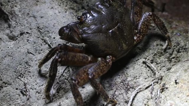 Marble crab (Pachygrapsus marmoratus) sneaks among the rocks in shallow water.