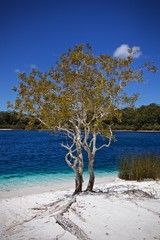 Fraser Island tree blue water