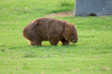 Wombat beim Grasen