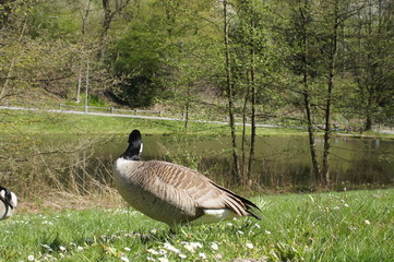 Canada Goose, the Bean Goose, the Garganey, the Long-Tailed Duck, the Common Goldeneye, the Red-Breasted Merganser, the Goosander, the Hazel Hen, the Black Grouse, and the Capercaillie as well as any 