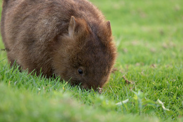 Wombat beim Grasen