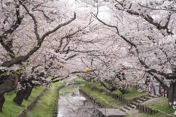 Japanese cherry blossom along the Shingashi riverside, Saitama, Japan