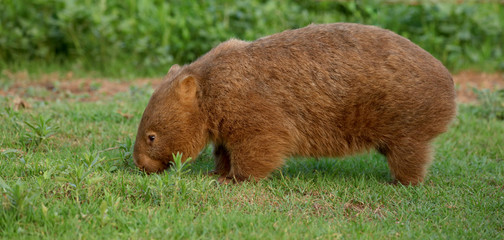 Wombat beim Grasen