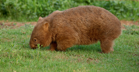Wombat beim Grasen