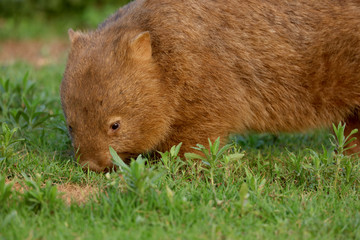 Wombat beim Grasen