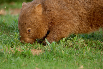 Wombat beim Grasen