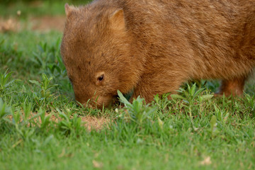 Wombat beim Grasen