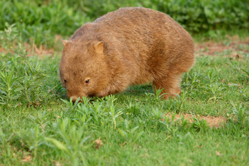 Wombat beim Grasen