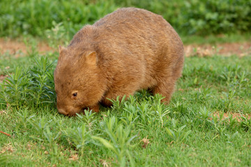 Wombat beim Grasen