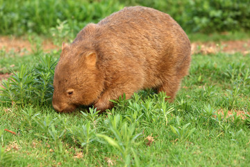 Wombat beim Grasen